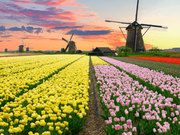 Dutch culture | Expat Relocation The Hague | The Hague Real Estate