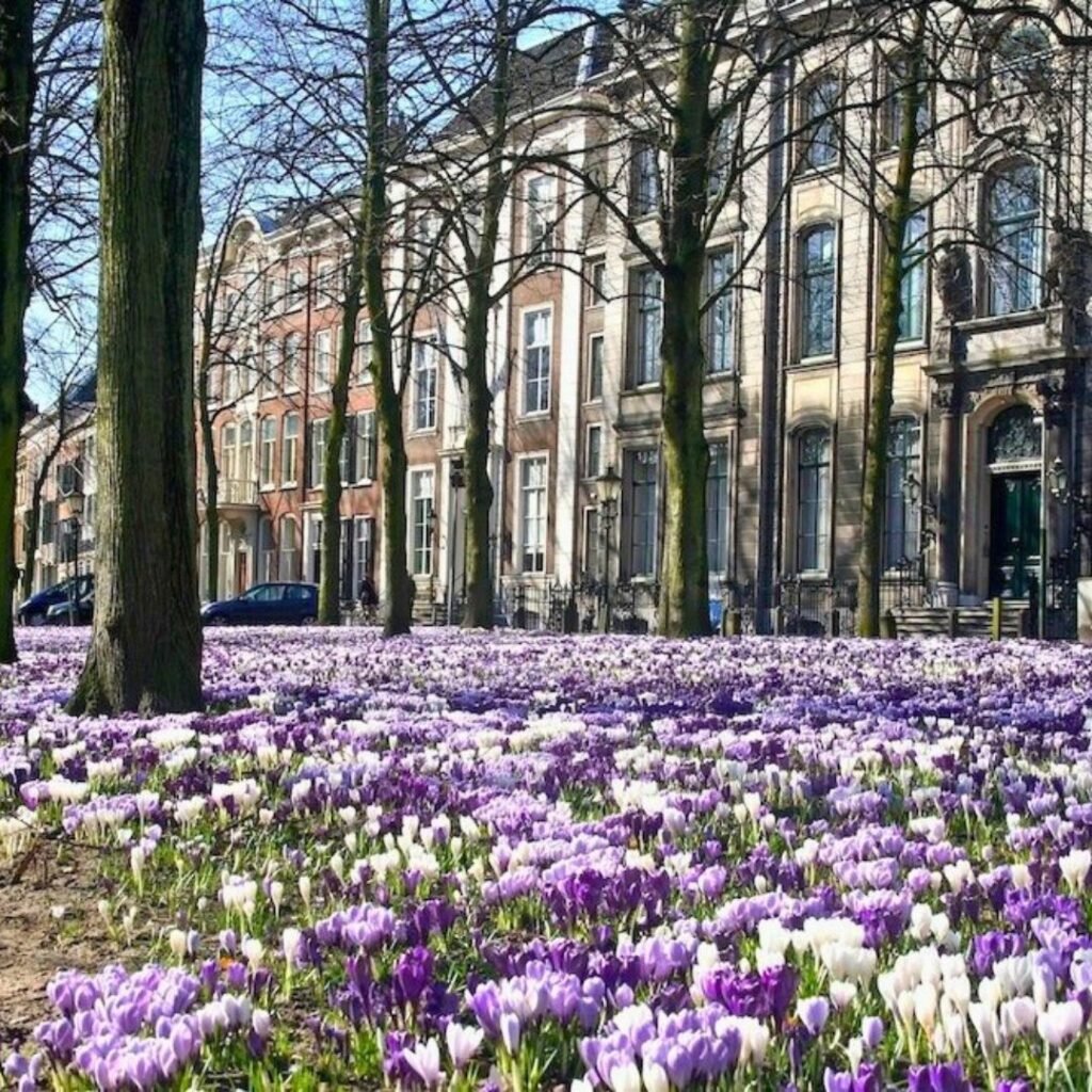 Real Estate The Hague | Expat Relocation